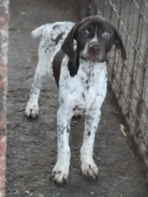 Cățel brac german de vânzare