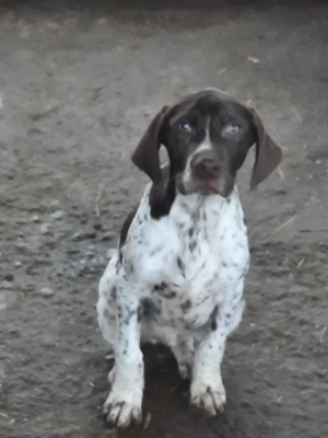 Cățel brac german de vânzare - imagine 2