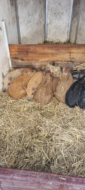 Vand purcei Mangalita cu origini