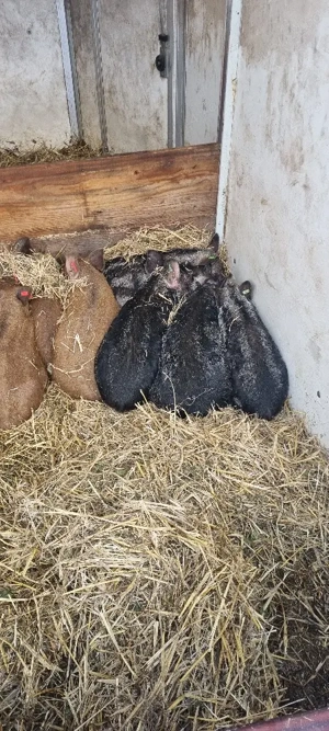 Vand purcei Mangalita cu origini - imagine 2