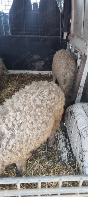 Vand purcei Mangalita cu origini - imagine 3