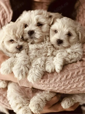 bichon de doua luni 