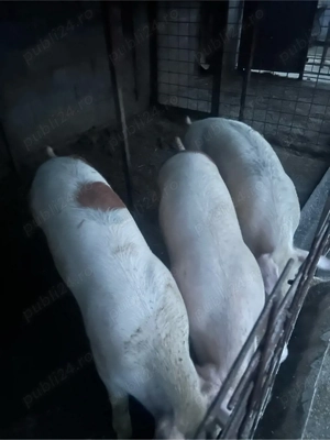 de la 120 la 140 kg  - imagine 2