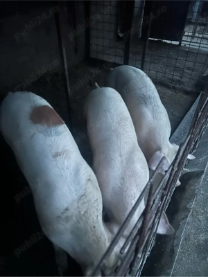 de la 120 la 140 kg  - imagine 3