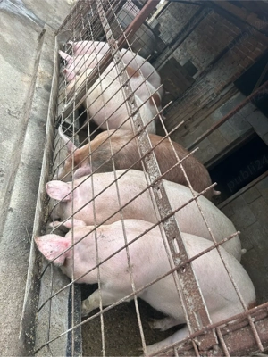 de la 120 la 140 kg  - imagine 4