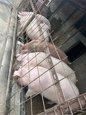 de la 120 la 140 kg  - imagine 5