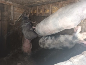 Porci și purcei de vanzare - imagine 4