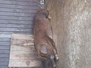 Porci și purcei de vanzare