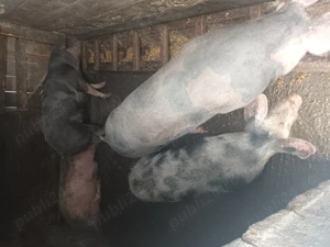 Porci și purcei de vanzare - imagine 3