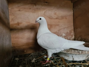 Porumbei voiajor Albi 2025 - imagine 4