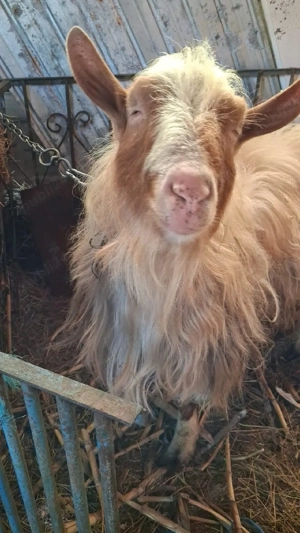 Tap de vanzare - imagine 2