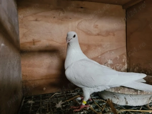 Porumbei voiajor Albi 2025 - imagine 3