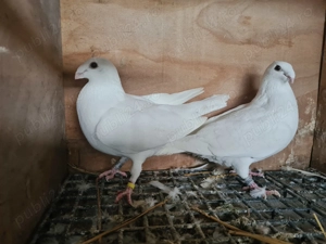 Porumbei voiajor Albi 2025 - imagine 2