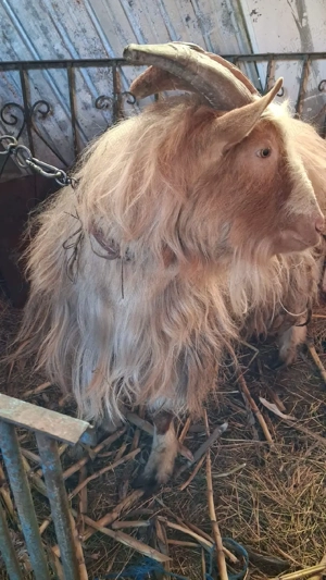 Tap de vanzare - imagine 3