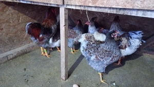 oua disponibile - imagine 2