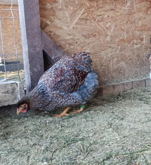 oua disponibile - imagine 4