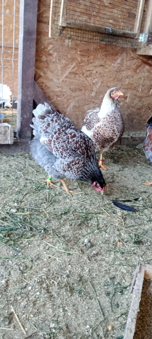 oua disponibile - imagine 5