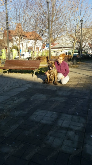 Ofer servicii menaj În București  - imagine 3