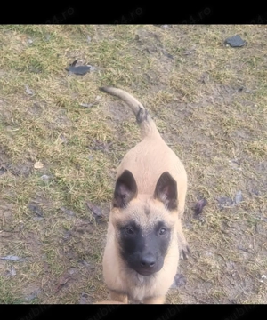Catei belgian malinois.