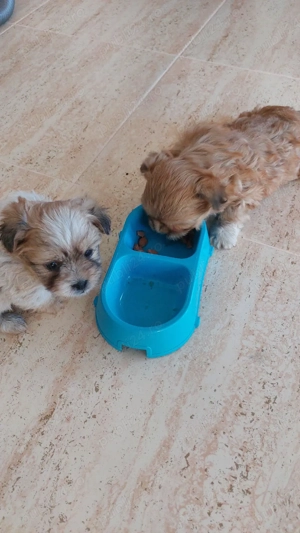 pui bishoni  - imagine 2