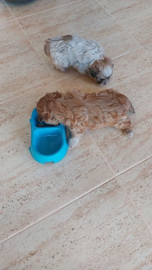 pui bishoni  - imagine 3