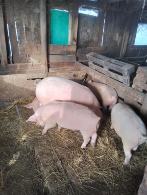 Purcei de vanzare - imagine 2