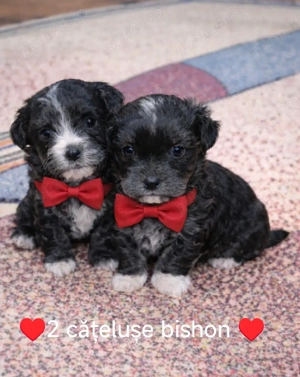 Căței bishon 