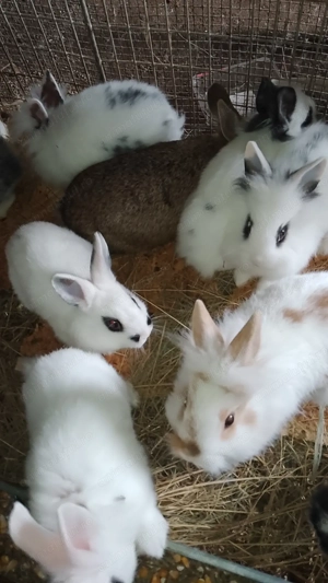 Iepuri pitici ,,cap de leu"