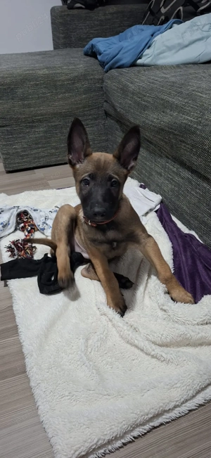 Ciobanesc Belgian Malinois mascul - imagine 2