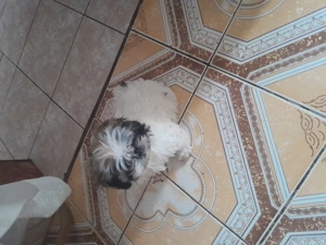 Catelusa,dragalasa,jucăușă și iubitoare! - imagine 4