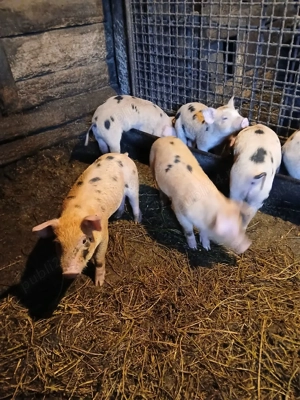 Vând purceii - imagine 2