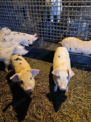 Vând purceii - imagine 3