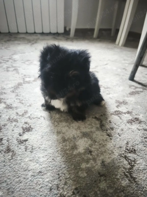 Bichon Maltez  Havanez - imagine 2