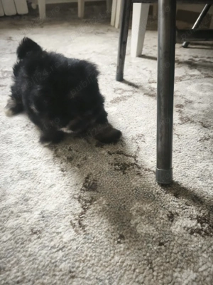 Bichon Maltez  Havanez - imagine 4