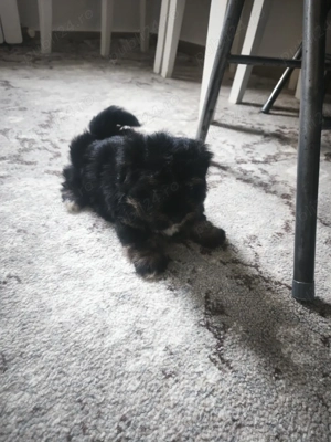 Bichon Maltez  Havanez