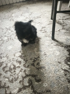 Bichon Maltez  Havanez - imagine 5