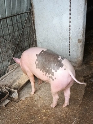 De vânzare porc de carne de 50 de kg. - imagine 3