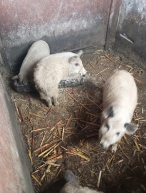 Vând purceii mangalița  - imagine 3