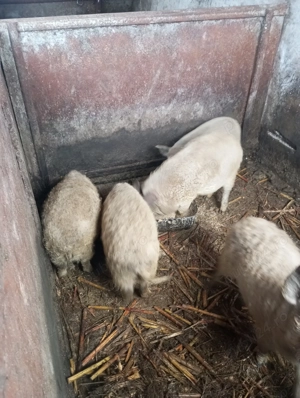 Vând purceii mangalița 