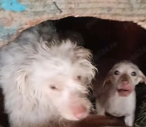 Lagotto Romagnolo   femelă 1 an + cățeluș 2 luni   căutătoare trufe negre - imagine 2