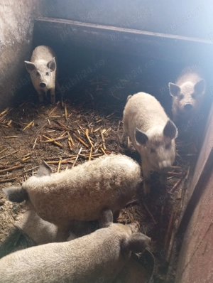 Vând purceii mangalița  - imagine 2