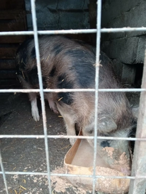 Se vinde purcica 80,90 kg.rasa duroc.. - imagine 2