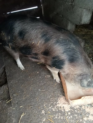 Se vinde purcica 80,90 kg.rasa duroc.. - imagine 3