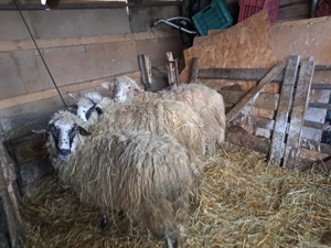 Vind 2 berbeci de anu trecut si o oie altreilea miel.