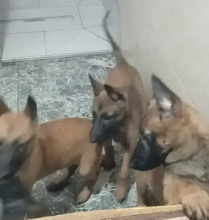 Puiuți Malinois Belgian 