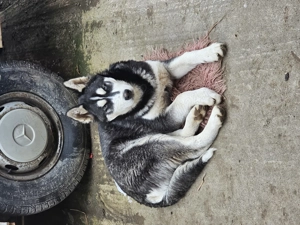 Donez Fetita Husky 4 luni  - imagine 4