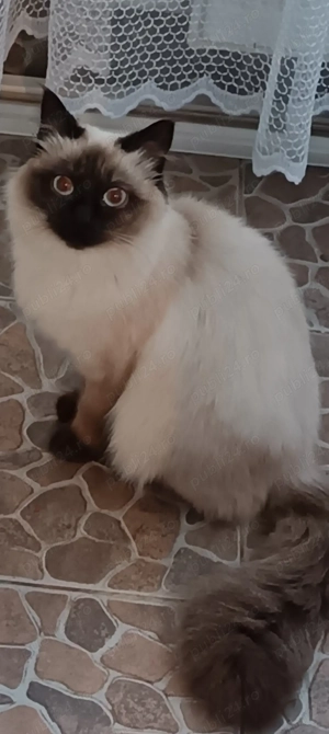 Pisica rogdol de vânzare 