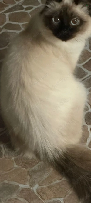 Pisica rogdol de vânzare  - imagine 2