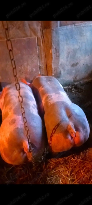 De vânzare 2 scrofite pietrain belgian pur 