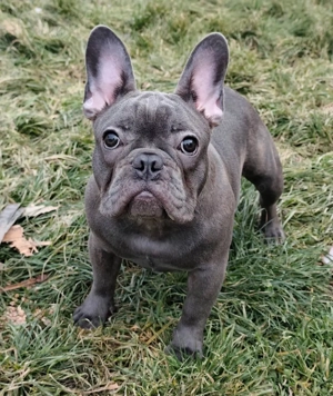 Buldog francez fetita 6luni - imagine 2